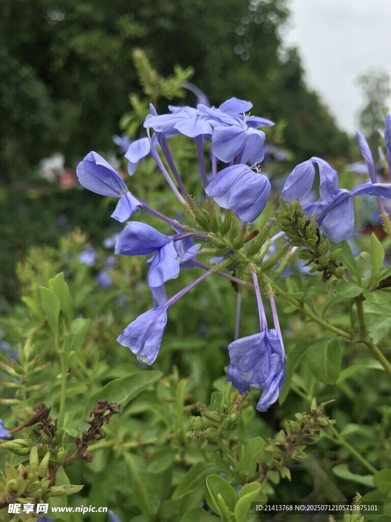 蓝紫色花朵绽放于绿叶间