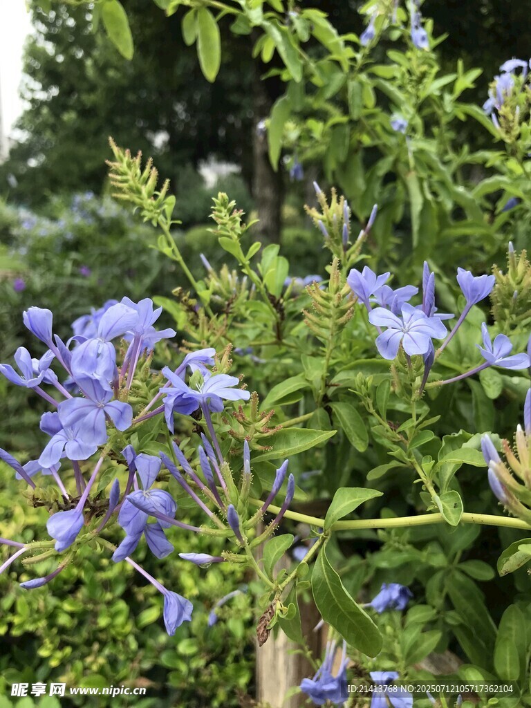蓝紫色花卉绽放于绿叶间