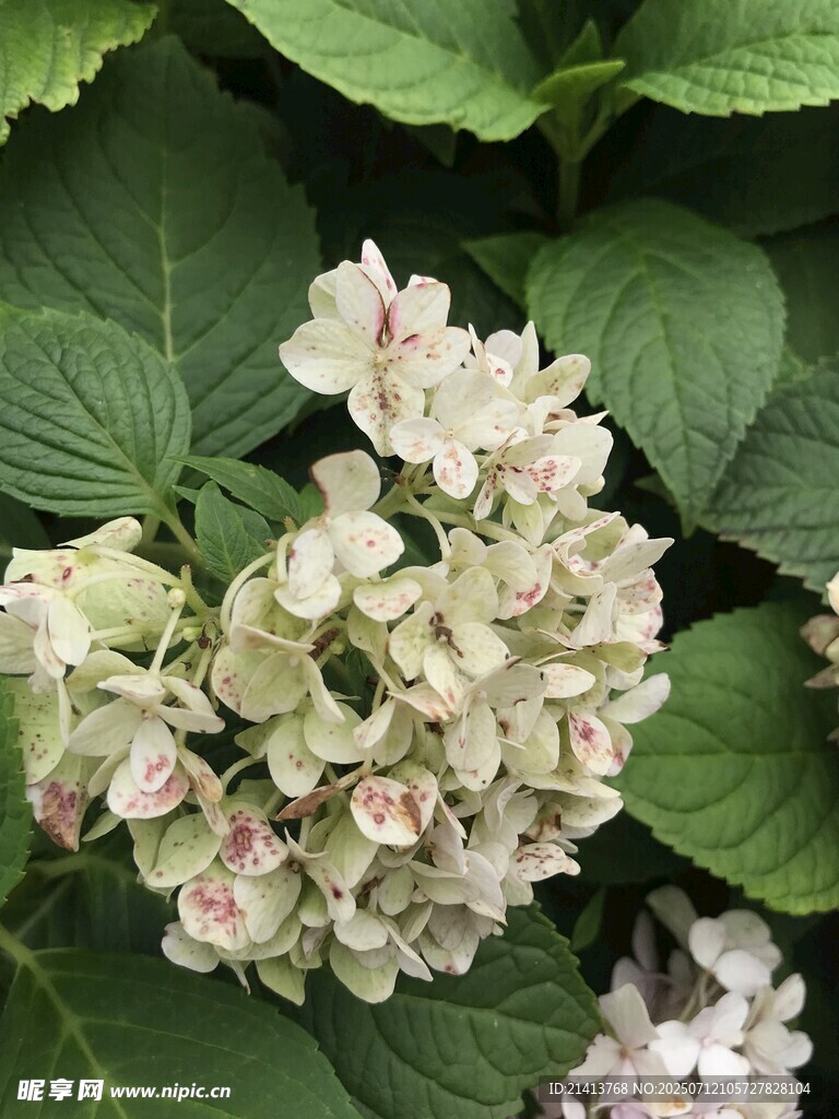 淡雅绣球花绽放
