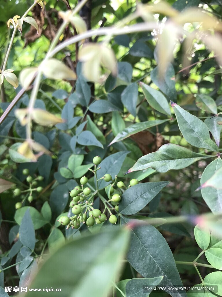 绿叶间的青果植物景象