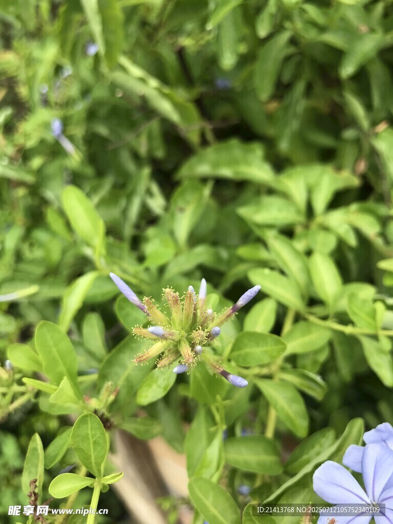 绿叶丛中的蓝紫色小花