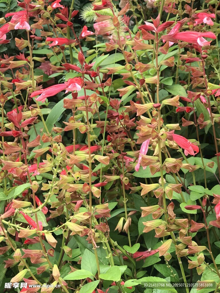 多彩繁茂的花卉植物景观