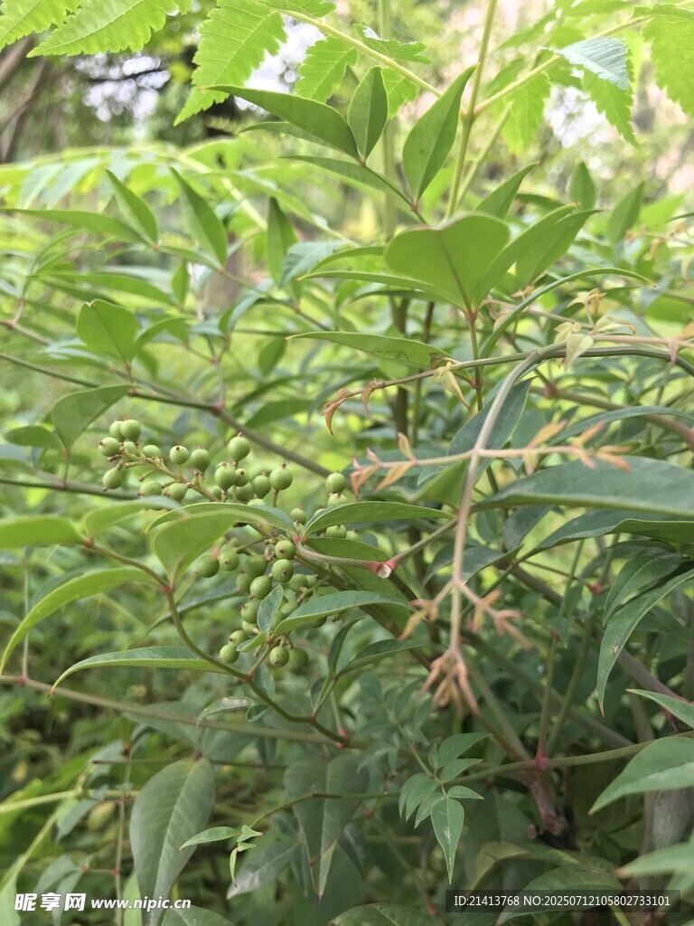 绿叶间的白色小花