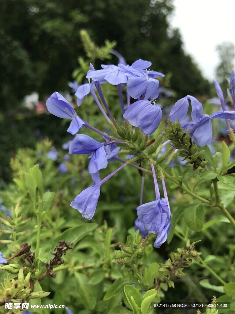 蓝紫色花朵绽放于绿叶间