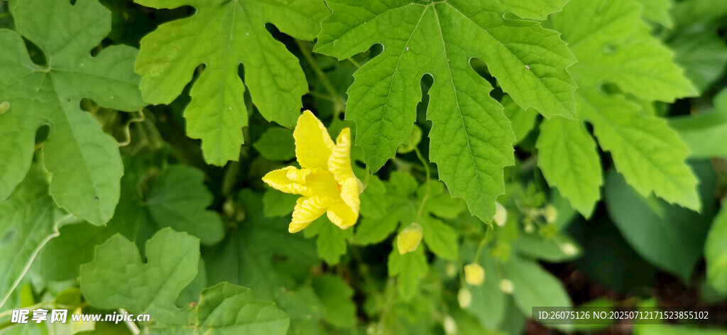 绿叶丛中的黄色苦瓜花