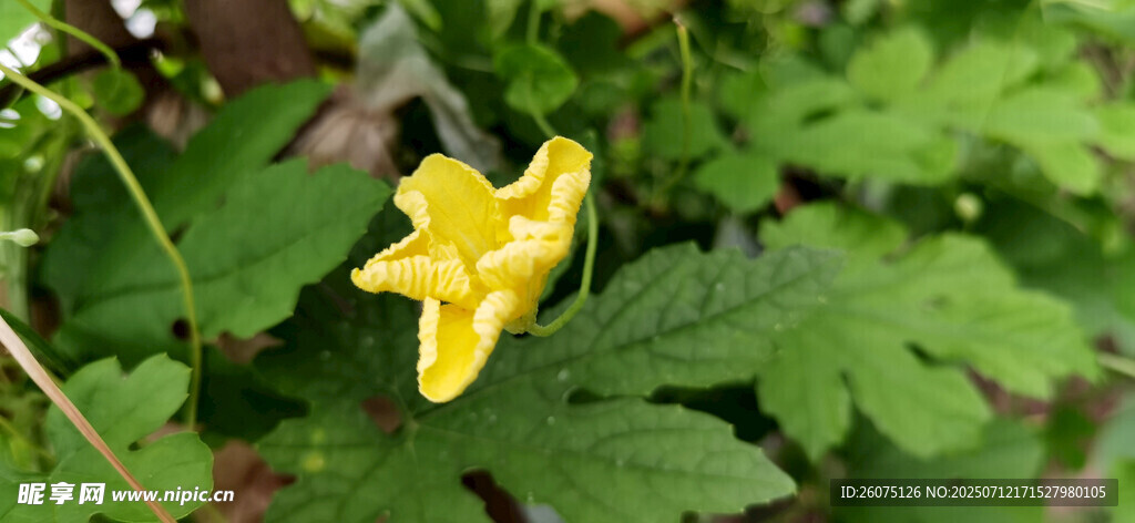 黄色苦瓜花绽放绿叶间