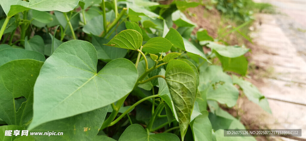路边生长的茂盛红苕