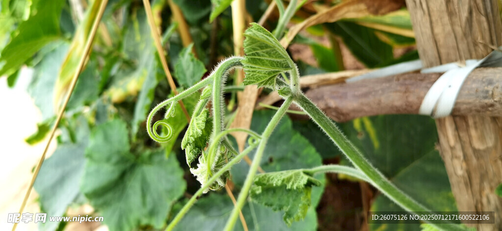 藤蔓上的绿叶与茎干