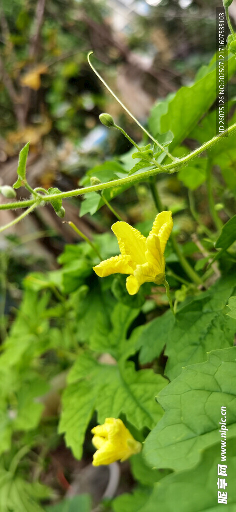 藤蔓上的黄色苦瓜花