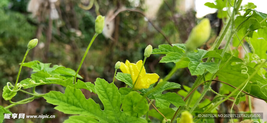 黄色苦瓜花绽放绿叶间