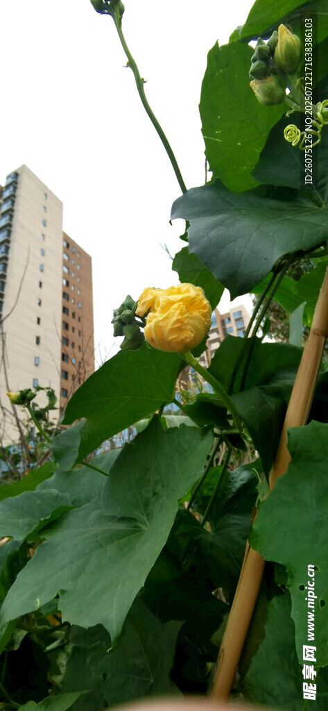 城市中绽放的黄色瓜花