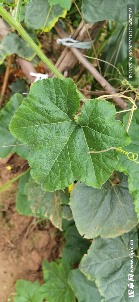 翠绿南瓜叶特写