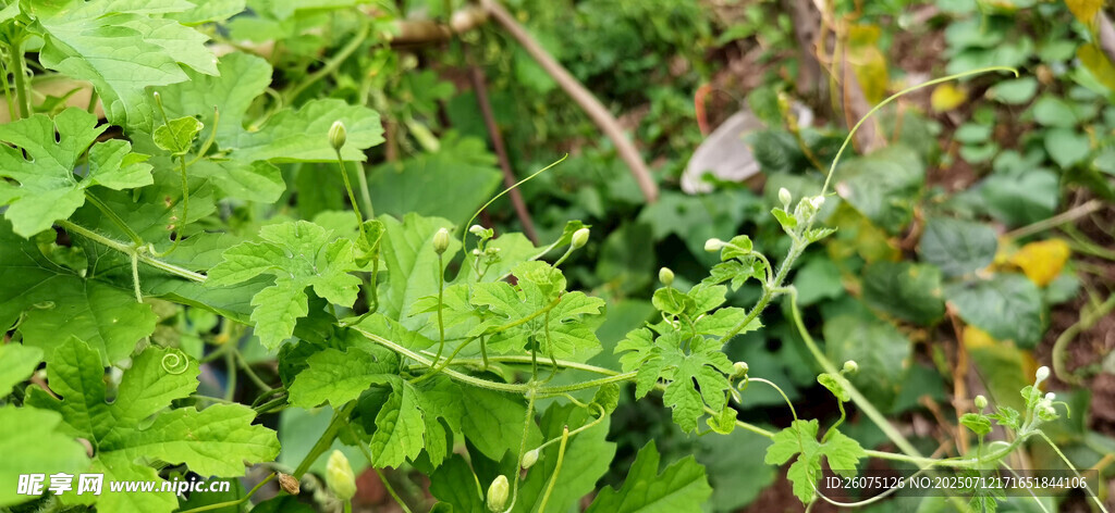 绿叶繁茂的苦瓜藤蔓