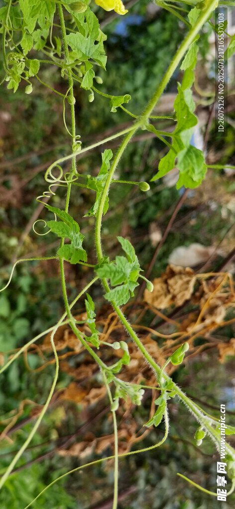 绿色苦瓜藤蔓上的花苞