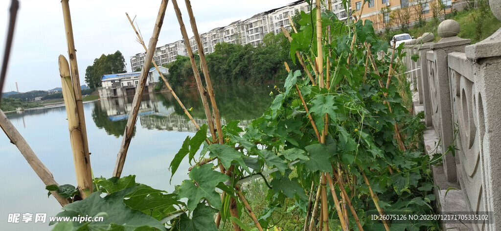 水边搭建的菜架