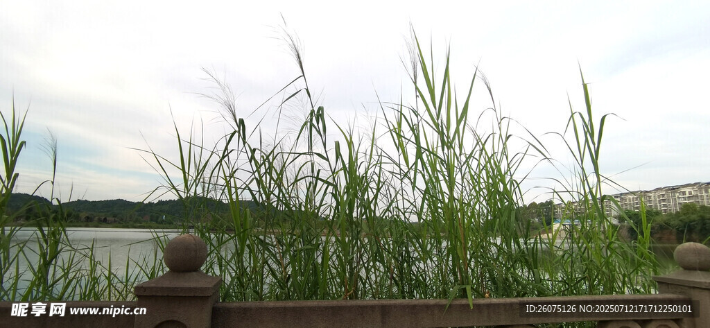 湖畔芦苇随风摇曳