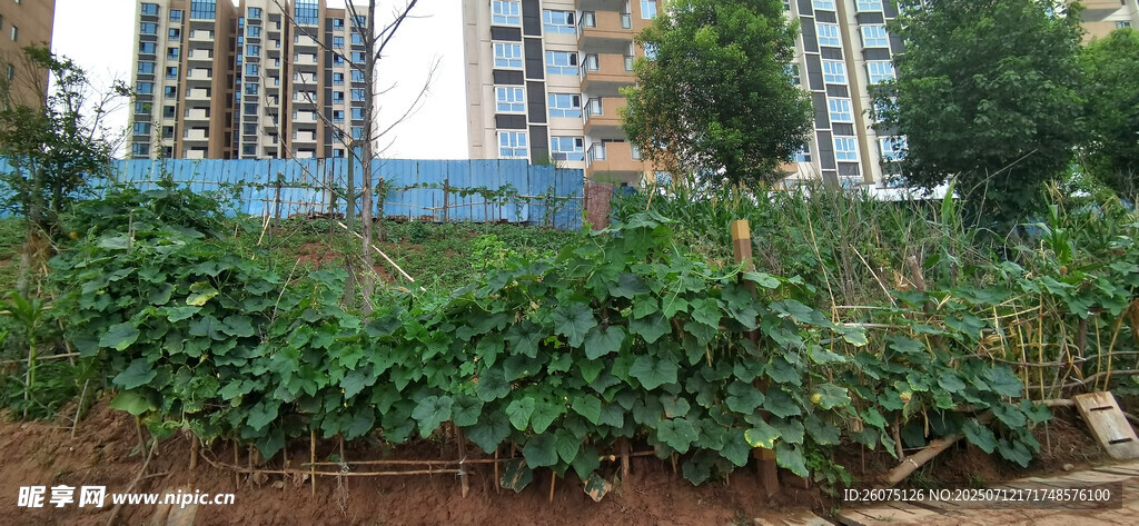 城市中的小片绿植区域