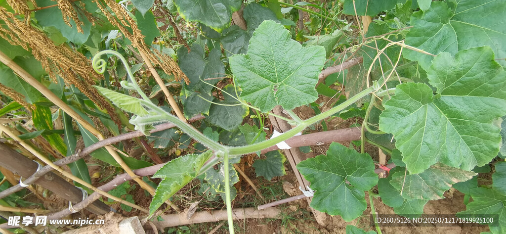 菜地里的南瓜藤蔓枝叶