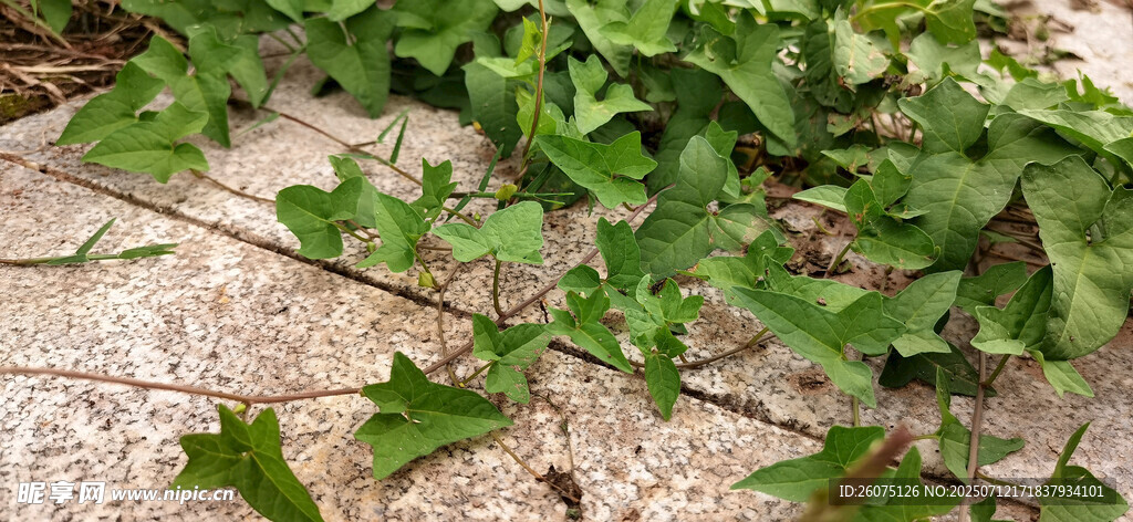 地面上的翠绿藤蔓植物