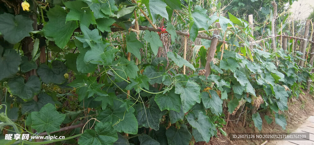 菜园里繁茂的南瓜藤