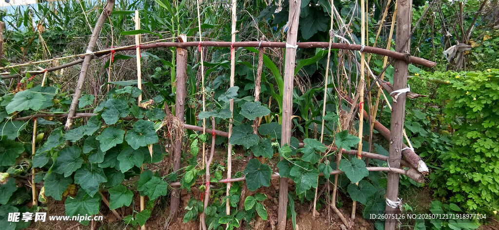 藤蔓攀爬的竹制植物架