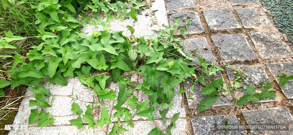 石缝间的翠绿牵牛花藤蔓