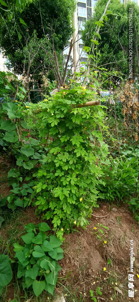 菜园里繁茂苦瓜花开满藤蔓