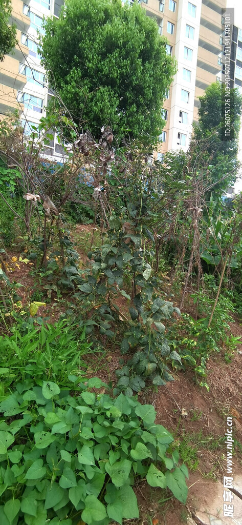 菜地豆类藤蔓菜架