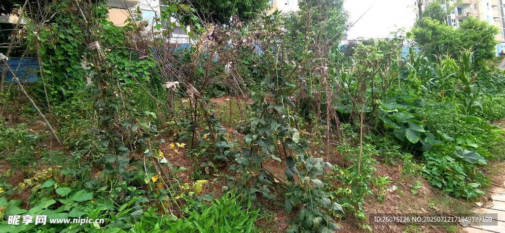 绿意盎然的户外植物景观