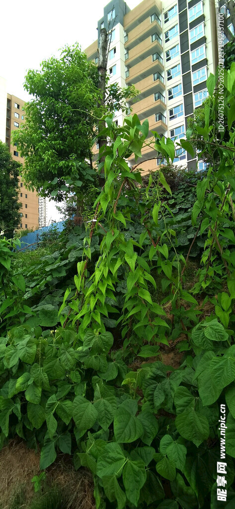 城市中茂盛的绿色植物