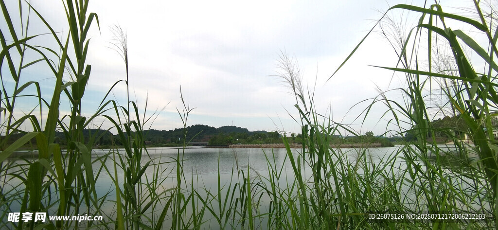 湖畔芦苇