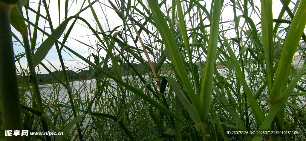 水域边的茂密绿植景观