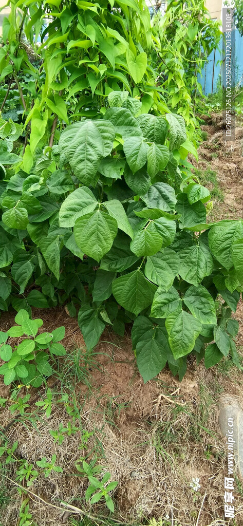 菜园中的翠绿蔬菜