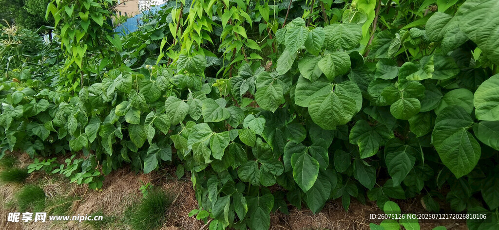绿叶蔬菜种植场景