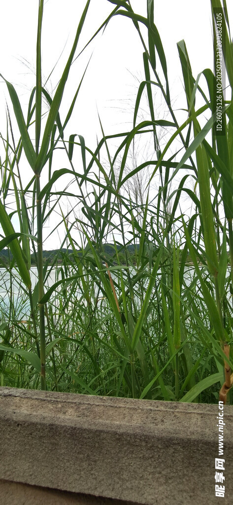 户外水域旁的绿植