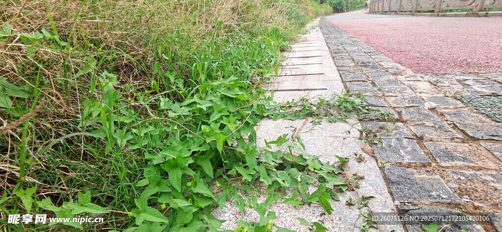 路边蓬勃生长的绿色植物