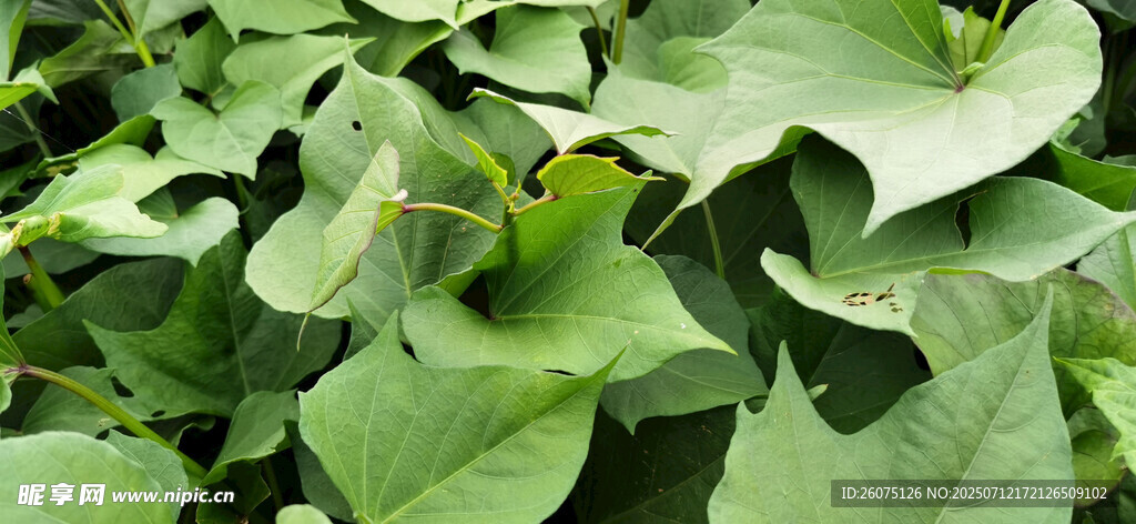 绿叶繁茂的红薯叶