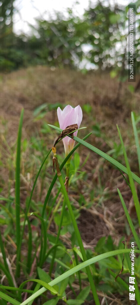 田野中的单株粉色小花