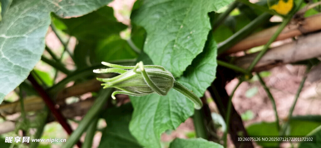 花苞长于绿叶间的清新植物景象