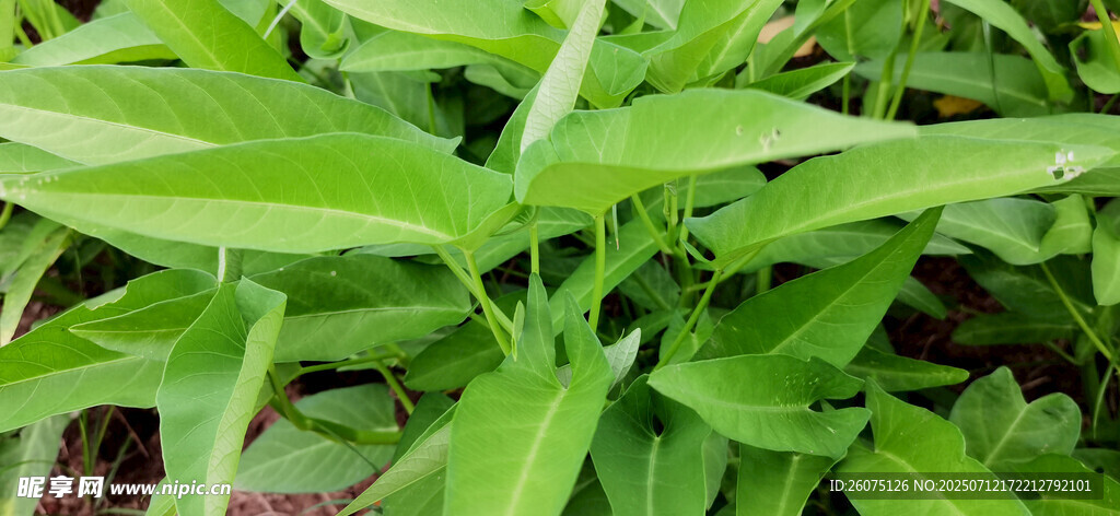 翠绿空心菜菜尖特写