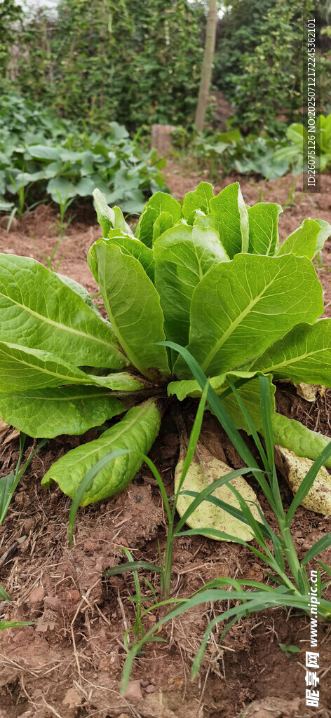 翠绿阔叶植物生机勃勃