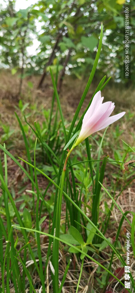 草丛中的单朵粉色小花