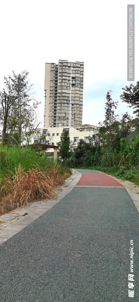 城市道路旁的高楼与绿植