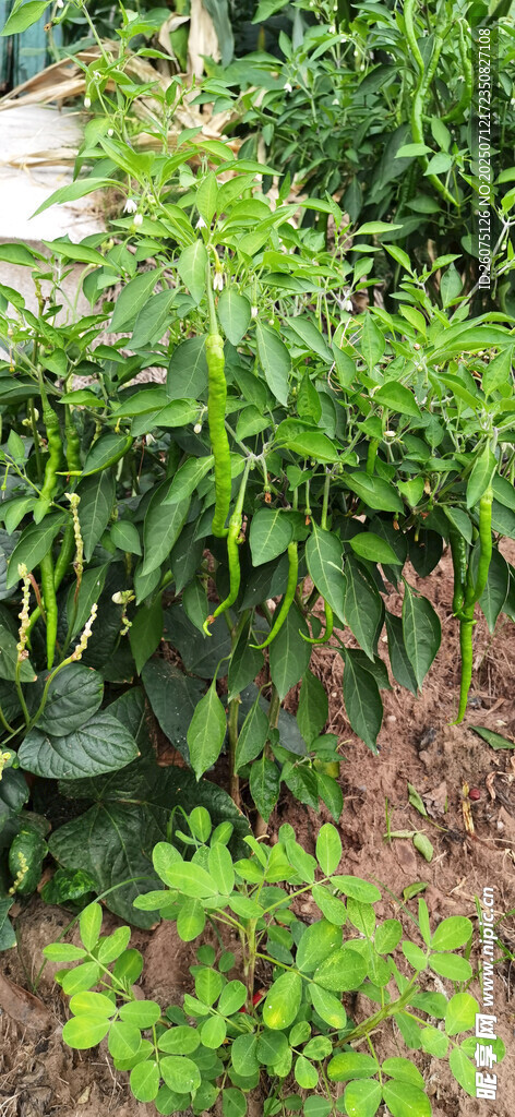 绿意盎然的田间蔬菜景象
