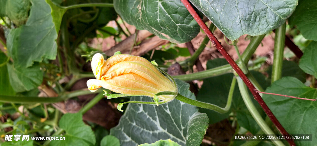 绿叶间的南瓜花花苞