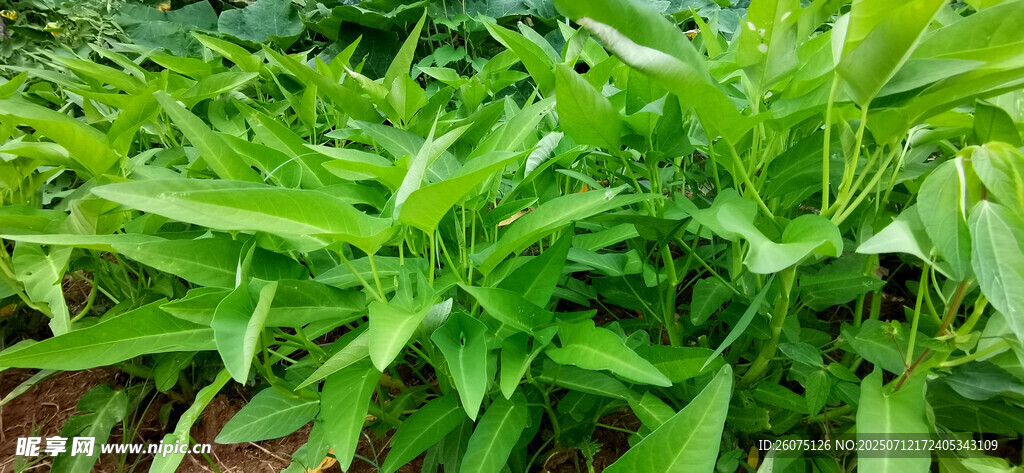 菜地里的翠绿空心菜