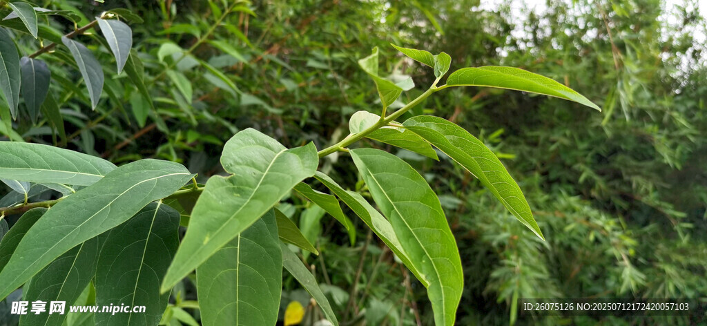绿叶繁茂的植物景象