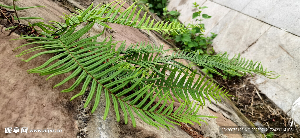 翠绿蕨类植物生机盎然