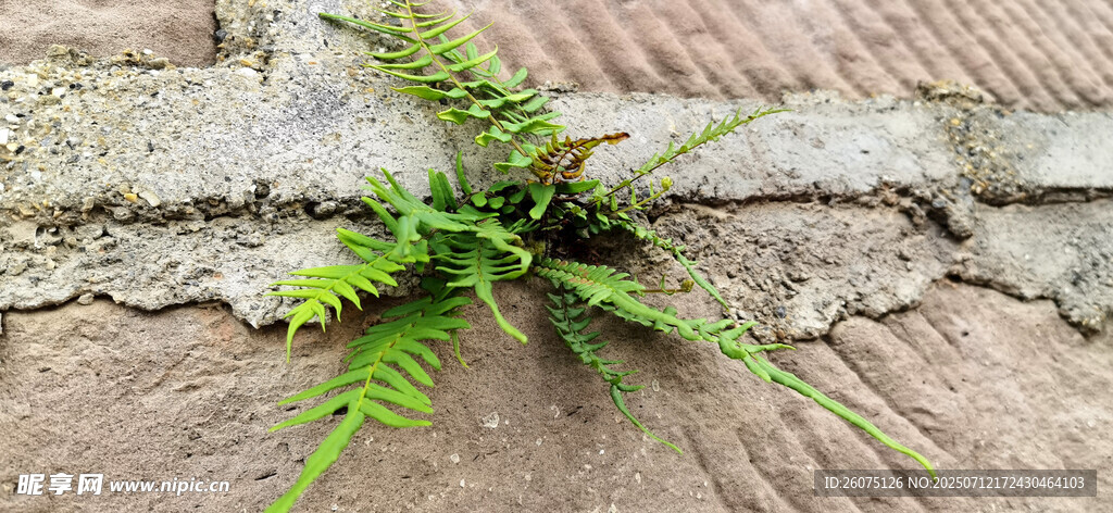 石缝中生长的翠绿蕨类植物