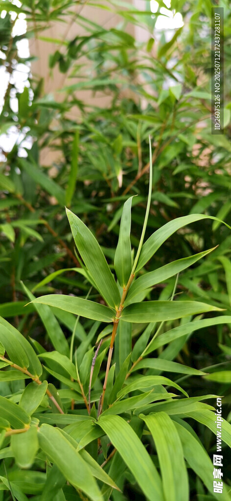 翠绿竹叶特写